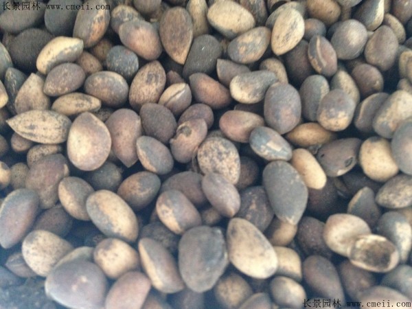 <a href='http://www.wuzhouwash.com/linmuzhongzi/1789.html' target='_blank'>白皮松種子</a>圖片