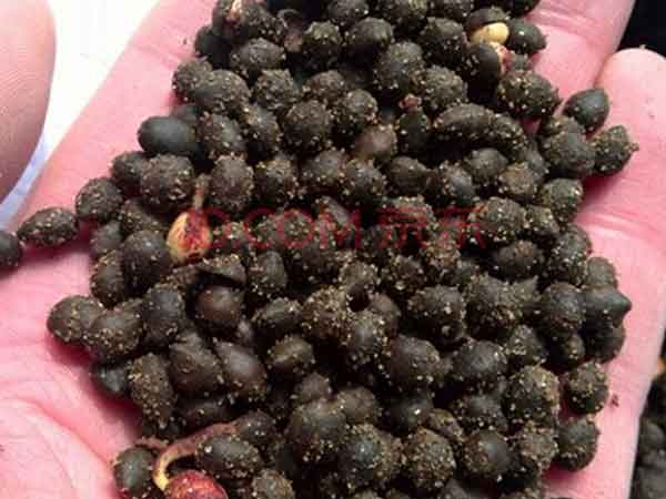 <a href='http://www.wuzhouwash.com/linmuzhongzi/1724.html' target='_blank'>紅豆杉</a><a href='http://www.wuzhouwash.com/' target='_blank'>種子</a>圖片