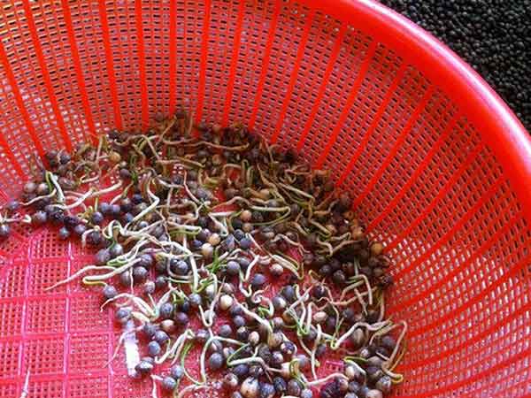 <a href='http://www.wuzhouwash.com/linmuzhongzi/1835.html' target='_blank'>紅豆</a>杉<a href='http://www.wuzhouwash.com/' target='_blank'>種子</a><a href='http://www.wuzhouwash.com/shichangjiage/21353.html' target='_blank'>催芽</a>出芽圖片