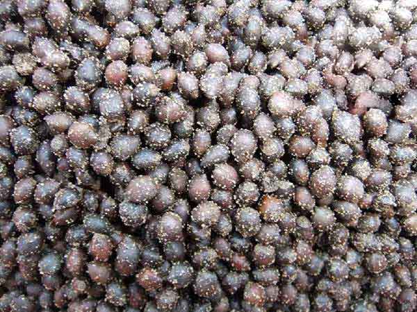 <a href='http://www.wuzhouwash.com/linmuzhongzi/1724.html' target='_blank'>紅豆杉種子</a>圖片
