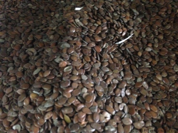 <a href='http://www.wuzhouwash.com/linmuzhongzi/1718.html' target='_blank'>合歡種子</a>圖片