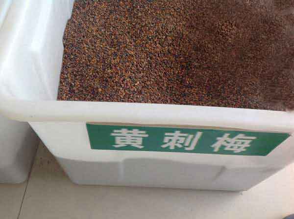 <a href='http://www.wuzhouwash.com/linmuzhongzi/1709.html' target='_blank'>黃刺玫種子</a>圖片