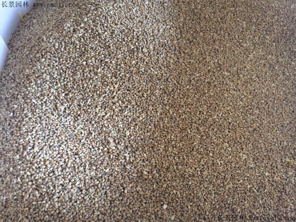 <a href='http://www.wuzhouwash.com/mucaozhongzi/1690.html' target='_blank'>提木西草種子</a>圖片