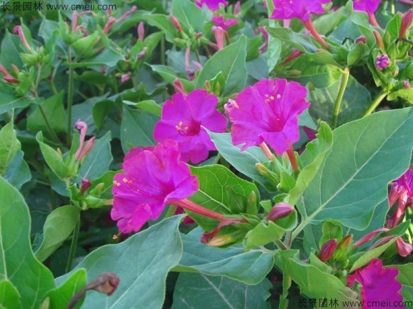 <a href='http://www.wuzhouwash.com/caohuazhongzi/1648.html' target='_blank'>野茉莉</a><a href='http://www.wuzhouwash.com/' target='_blank'>種子</a>發(fā)芽出苗開花圖片