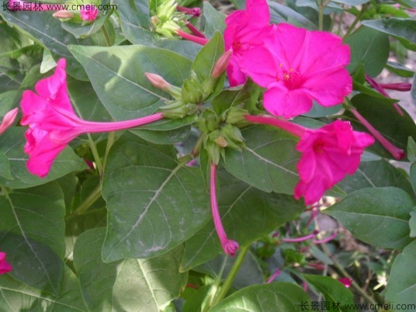 野茉莉<a href='http://www.wuzhouwash.com/' target='_blank'>種子</a>發(fā)芽出苗開花圖片