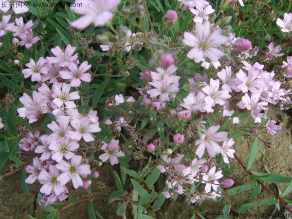 霞草<a href='http://www.wuzhouwash.com/' target='_blank'>種子</a>發(fā)芽出苗開花圖片
