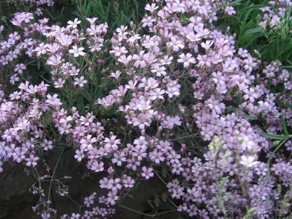 <a href='http://www.wuzhouwash.com/caohuazhongzi/1636.html' target='_blank'>霞草種子</a>發(fā)芽出苗開花圖片
