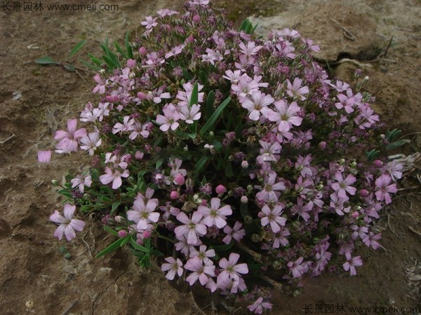 霞草<a href='http://www.wuzhouwash.com/' target='_blank'>種子</a>發(fā)芽出苗開花圖片