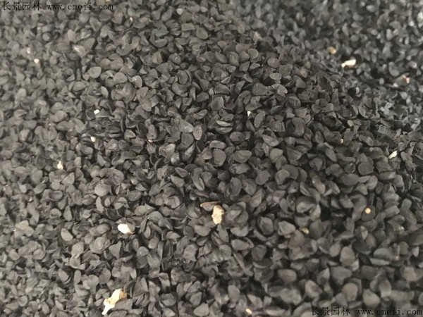 <a href='http://www.wuzhouwash.com/caohuazhongzi/1617.html' target='_blank'>大絨球種子</a>圖片