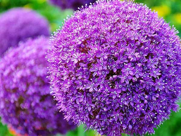 <a href='http://www.wuzhouwash.com/caohuazhongzi/1617.html' target='_blank'>大絨球種子</a>發(fā)芽出苗開花圖片