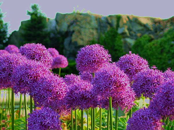 大絨球<a href='http://www.wuzhouwash.com/' target='_blank'>種子</a>發(fā)芽出苗開花圖片