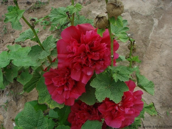 <a href='http://www.wuzhouwash.com/caohuazhongzi/1593.html' target='_blank'>馬絡(luò)葵種子</a>發(fā)芽出苗開花圖片
