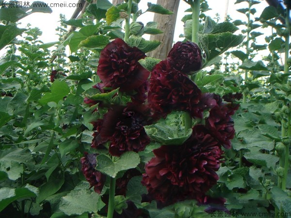 <a href='http://www.wuzhouwash.com/caohuazhongzi/1593.html' target='_blank'>馬絡(luò)葵種子</a>發(fā)芽出苗開花圖片