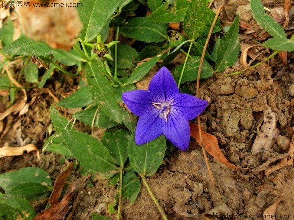 <a href='http://www.wuzhouwash.com/caohuazhongzi/1573.html' target='_blank'>桔梗種子</a>發(fā)芽出苗圖片