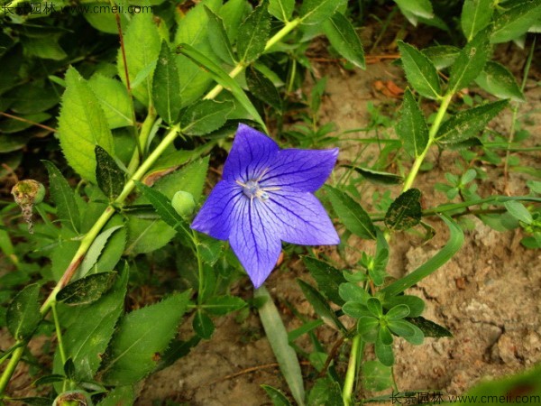 <a href='http://www.wuzhouwash.com/caohuazhongzi/1573.html' target='_blank'>桔梗種子</a>發(fā)芽出苗圖片