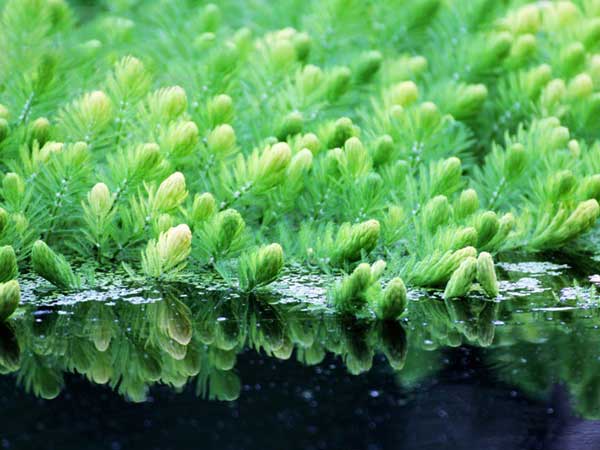 金魚藻<a href='http://www.wuzhouwash.com/' target='_blank'>種子</a>發(fā)芽出苗圖片