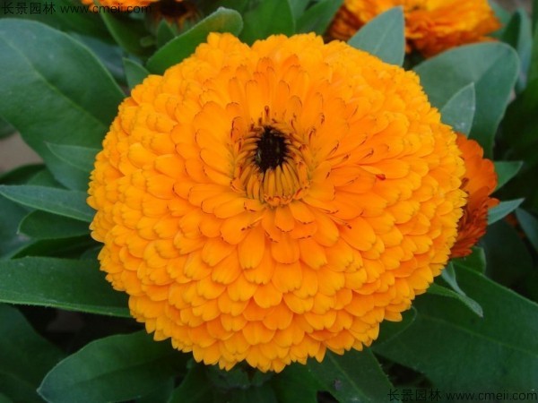 <a href='http://www.wuzhouwash.com/caohuazhongzi/1070.html' target='_blank'>黃金菊種子</a>發(fā)芽出苗開花圖片