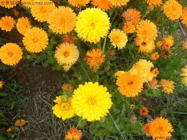 <a href='http://www.wuzhouwash.com/caohuazhongzi/1070.html' target='_blank'>黃金菊種子</a>發(fā)芽出苗開花圖片
