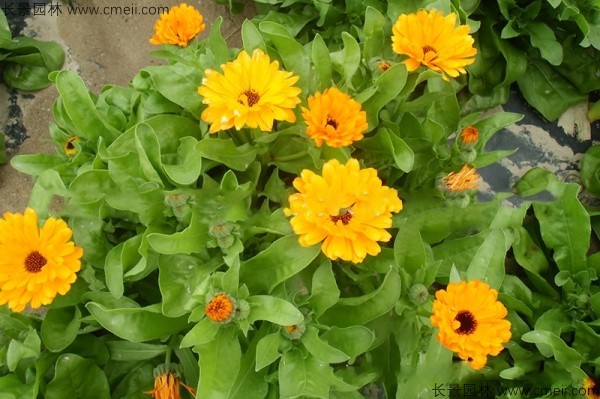 黃金菊<a href='http://www.wuzhouwash.com/' target='_blank'>種子</a>發(fā)芽出苗開花圖片