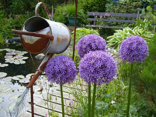 <a href='http://www.wuzhouwash.com/caohuazhongzi/1039.html' target='_blank'>大花蔥種子</a>發(fā)芽出苗開花圖片