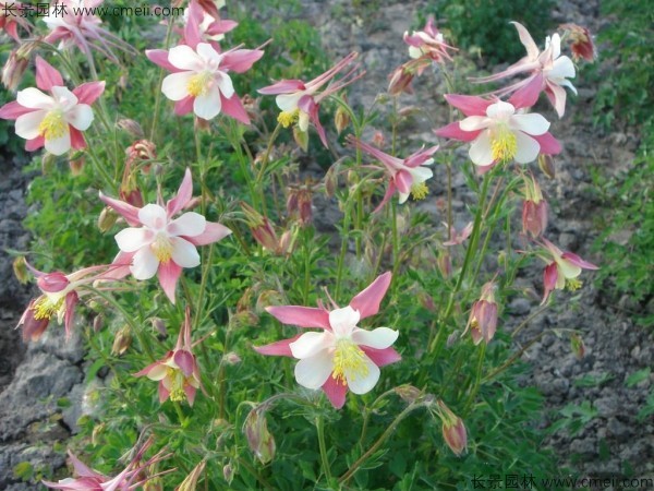 <a href='http://www.wuzhouwash.com/caohuazhongzi/1036.html' target='_blank'>大花耬斗菜種子</a>發(fā)芽出苗開花圖片