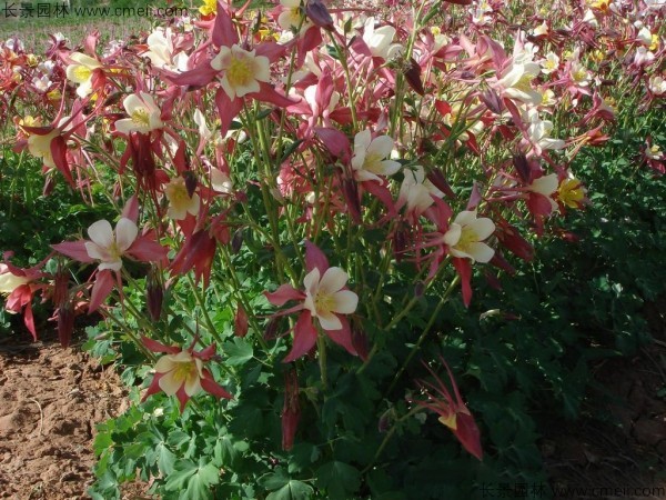 <a href='http://www.wuzhouwash.com/caohuazhongzi/1036.html' target='_blank'>大花耬斗菜</a>種子發(fā)芽出苗開花圖片