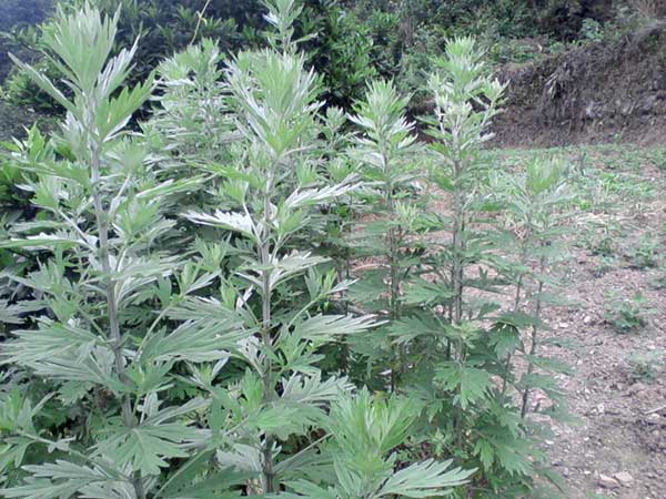 艾草<a href='http://www.wuzhouwash.com/' target='_blank'>種子</a>發(fā)芽出苗圖片
