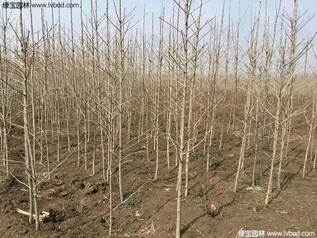 銀<a href='http://www.wuzhouwash.com/guoshuzhongzi/2123.html' target='_blank'>杏樹</a>圖片種植基地