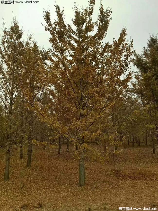 <a href='http://www.wuzhouwash.com/linmuzhongzi/1778.html' target='_blank'>銀杏</a>樹圖片種植基地