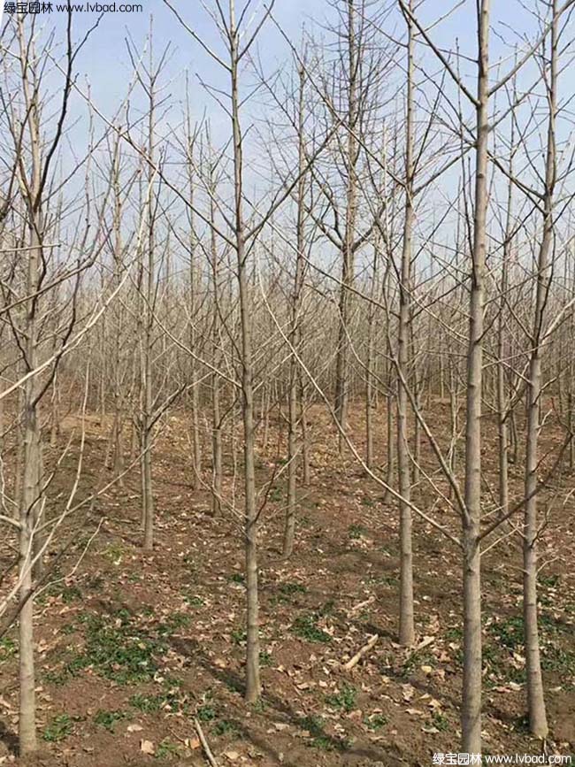 <a href='http://www.wuzhouwash.com/xingdaoshu/3594.html' target='_blank'>銀杏樹</a>圖片種植基地