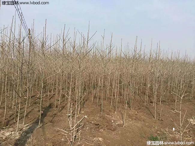 <a href='http://www.wuzhouwash.com/linmuzhongzi/1778.html' target='_blank'>銀杏</a>樹圖片種植基地