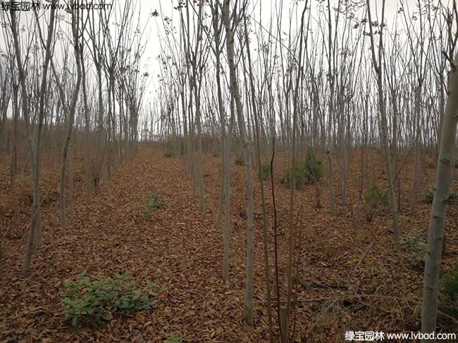 江蘇沭陽<a href='http://www.wuzhouwash.com/linmuzhongzi/1745.html' target='_blank'>黃山欒樹</a>種植基地