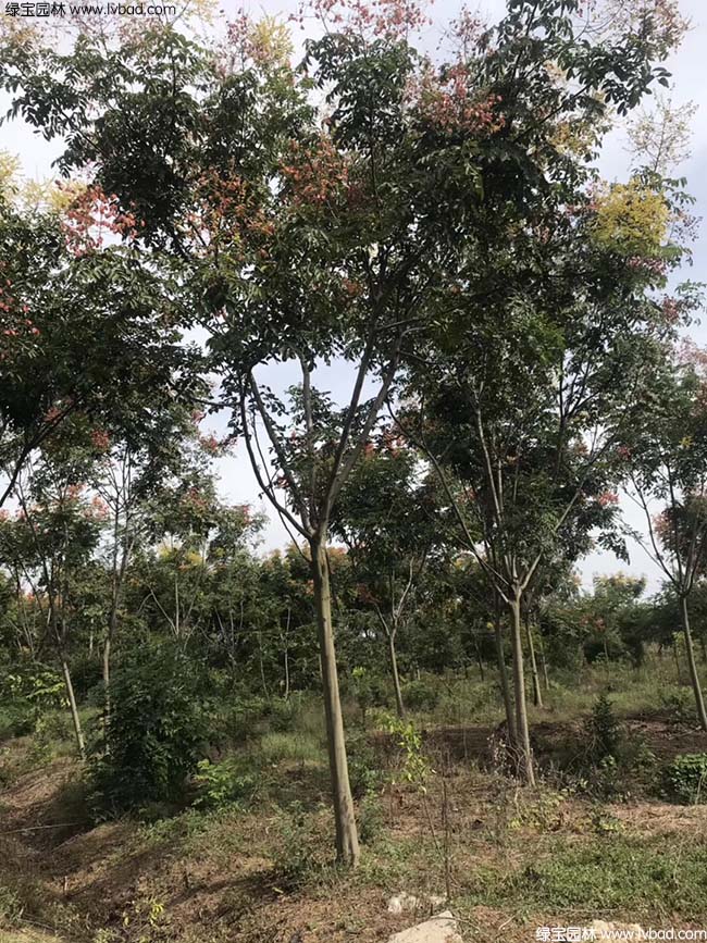 13公分14公分15公分欒樹種植基地