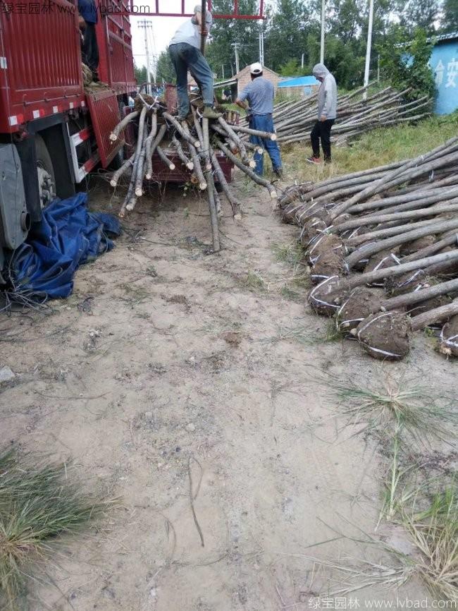 楊柳圖片