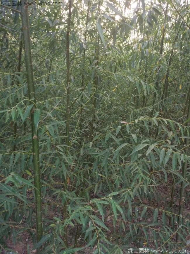 垂柳圖片