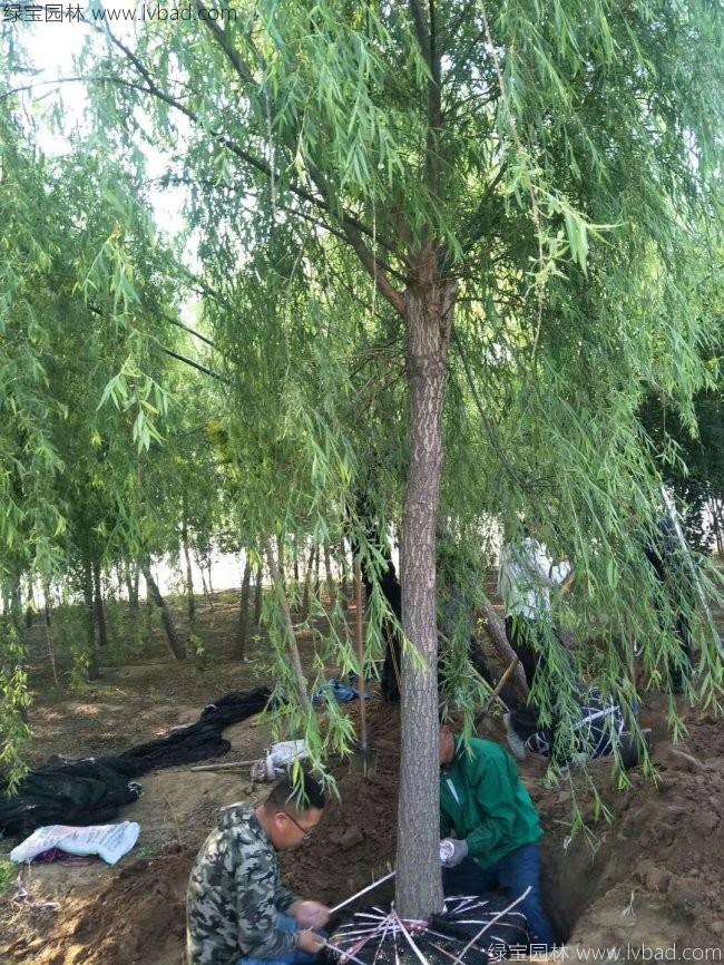 垂柳圖片