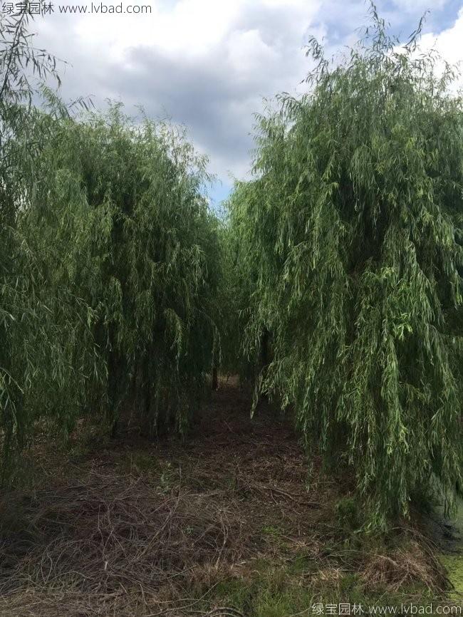 垂柳圖片