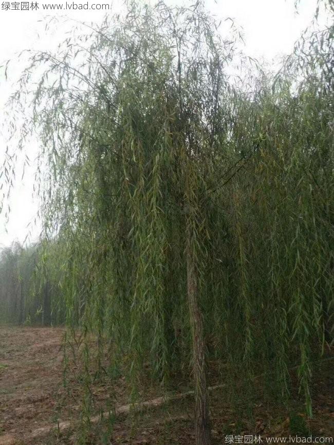 垂柳圖片