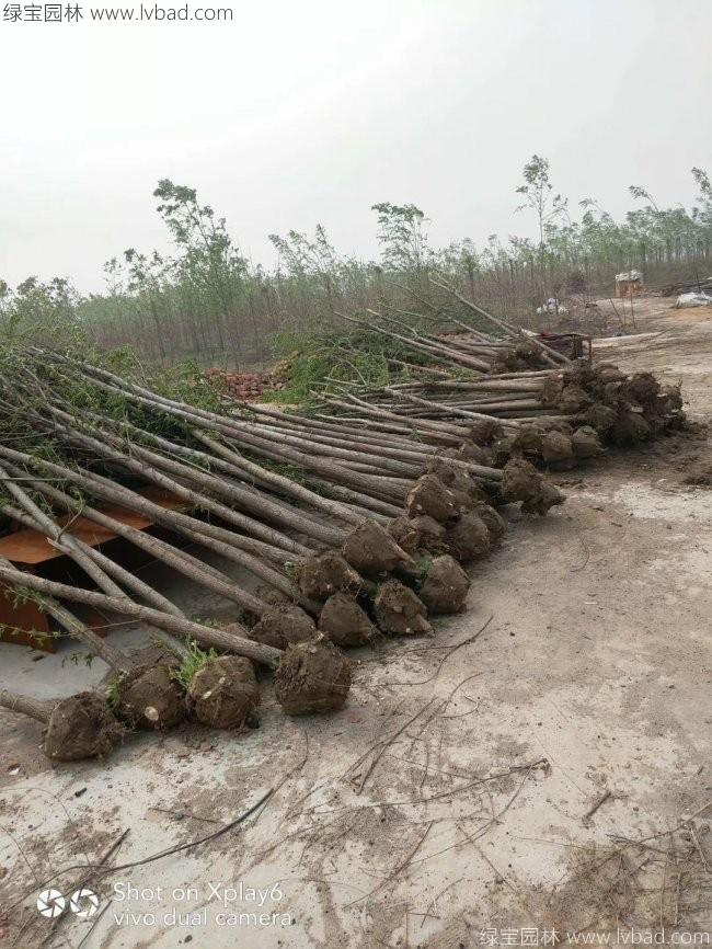 垂柳圖片