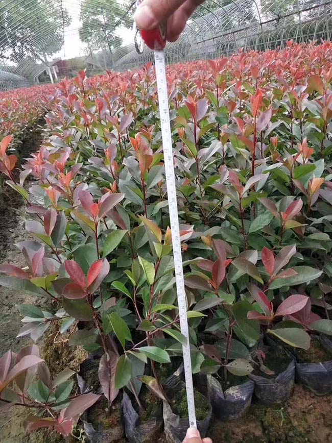 <a href='http://www.wuzhouwash.com/linmuzhongzi/1747.html' target='_blank'>紅葉石楠</a>苗