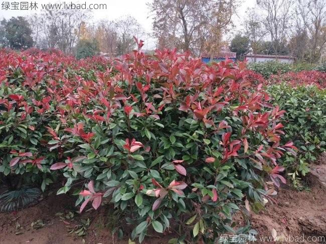 <a href='http://www.wuzhouwash.com/linmuzhongzi/1747.html' target='_blank'>紅葉石楠</a>球