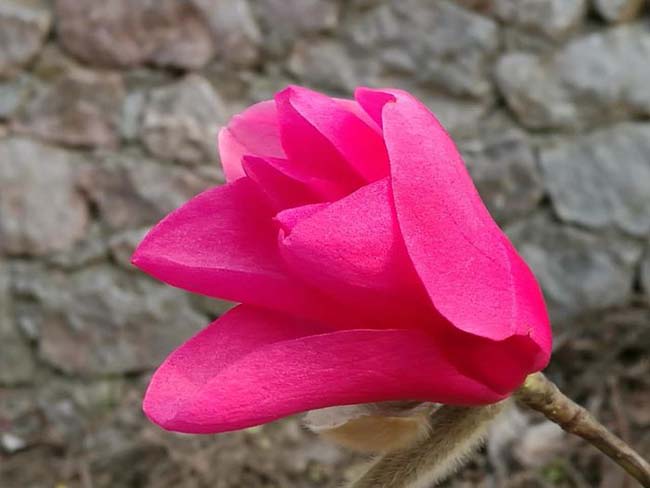 <a href='http://www.wuzhouwash.com/xingdaoshu/3378.html' target='_blank'>紅玉蘭</a>苗木