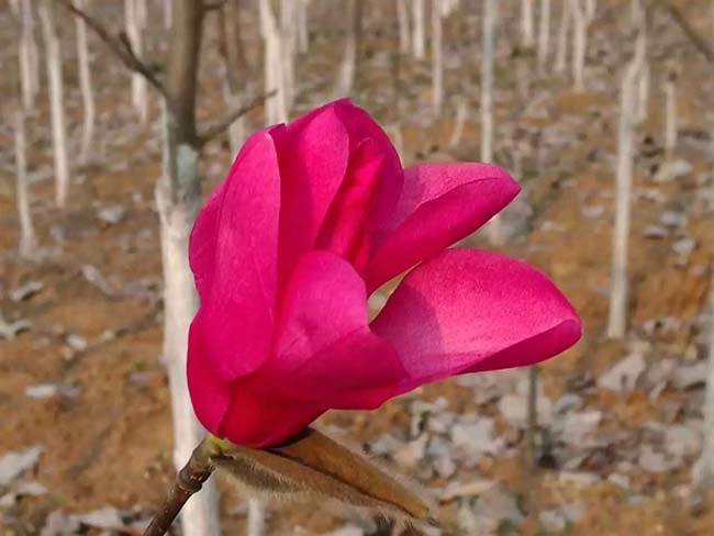 <a href='http://www.wuzhouwash.com/xingdaoshu/3378.html' target='_blank'>紅玉蘭</a>
