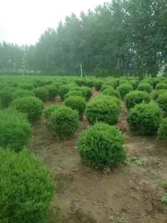 圓柏球