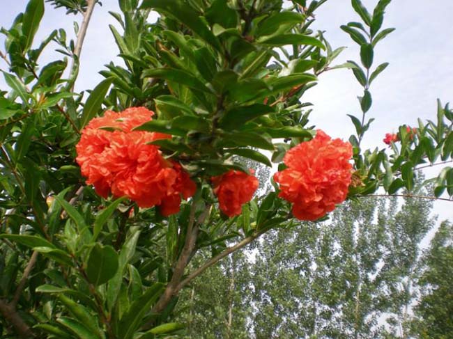 <a href='http://www.wuzhouwash.com/dibeiguanmu/3601.html' target='_blank'>花石榴</a>