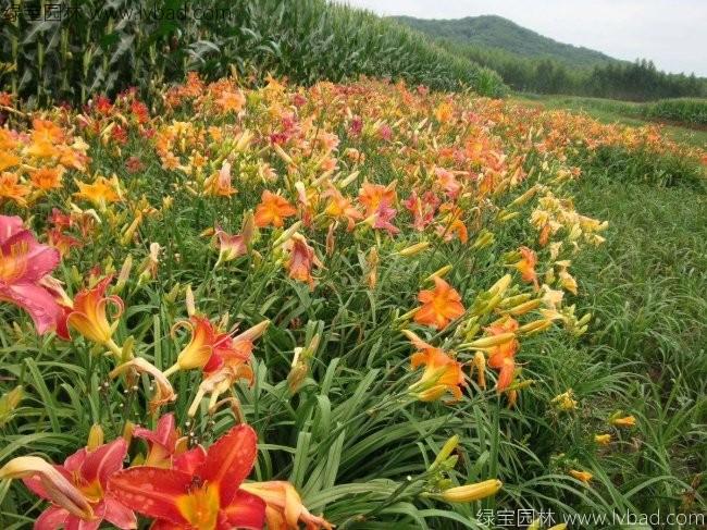 大花<a href='http://www.wuzhouwash.com/caobenzhiwu/3404.html' target='_blank'>萱草</a>