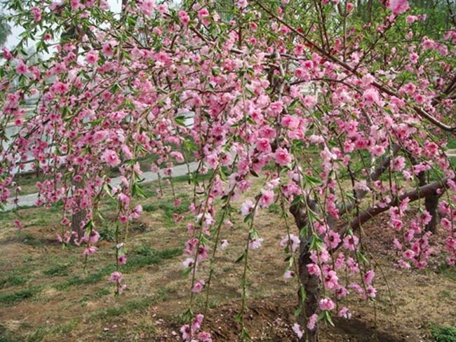 <a href='http://www.wuzhouwash.com/xiaoqiaomu/3558.html' target='_blank'>垂梅</a>