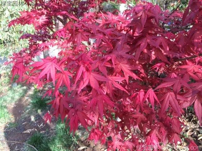 <a href='http://www.wuzhouwash.com/linmuzhongzi/1726.html' target='_blank'>日本紅楓</a>