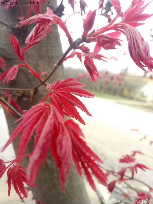 日本<a href='http://www.wuzhouwash.com/linmuzhongzi/1706.html' target='_blank'>紅楓</a>