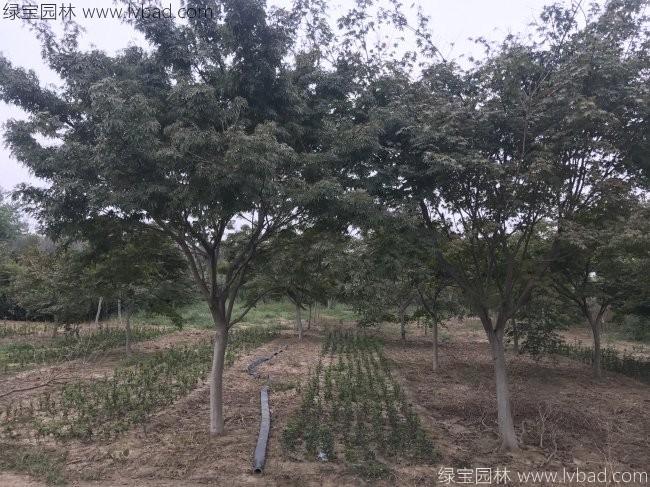 中國<a href='http://www.wuzhouwash.com/linmuzhongzi/1706.html' target='_blank'>紅楓</a>
